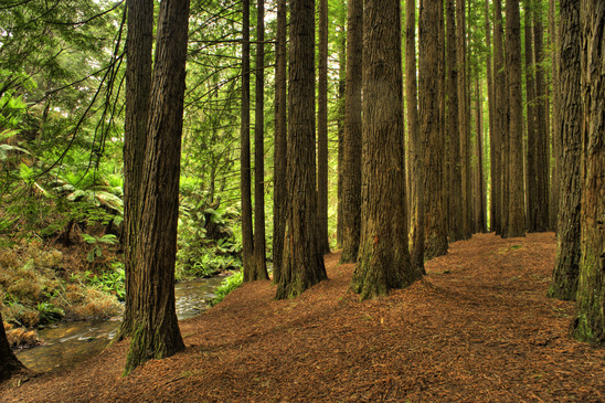 RedwoodForest
